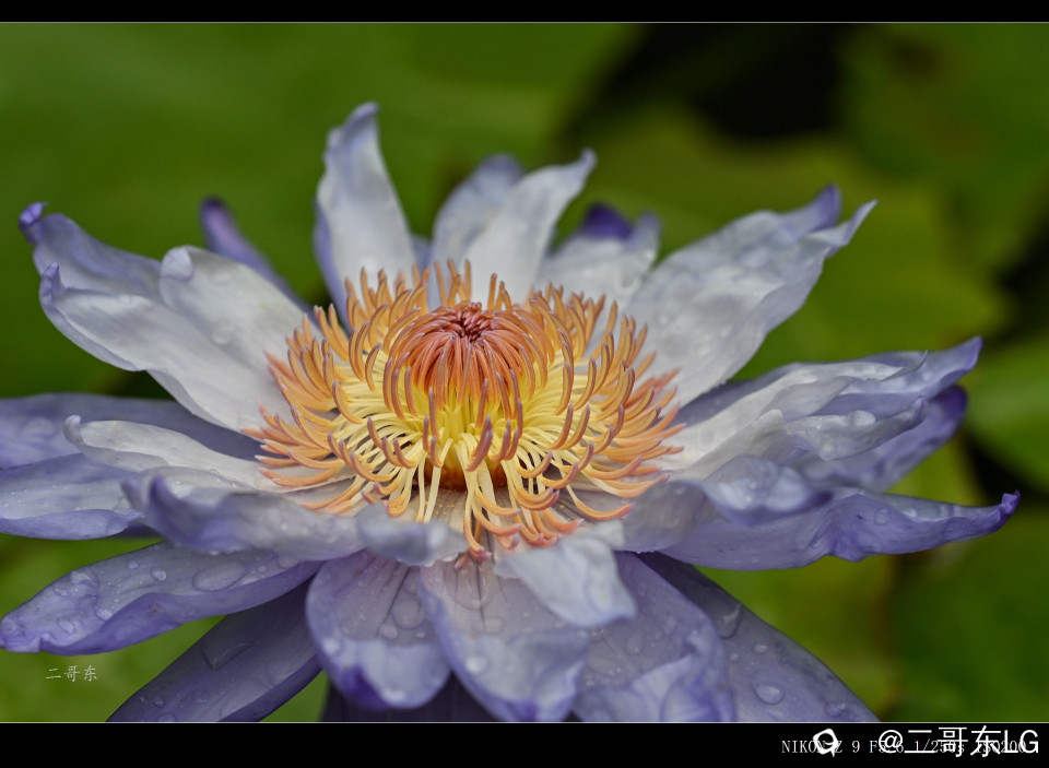 精品莲花 (35).jpg