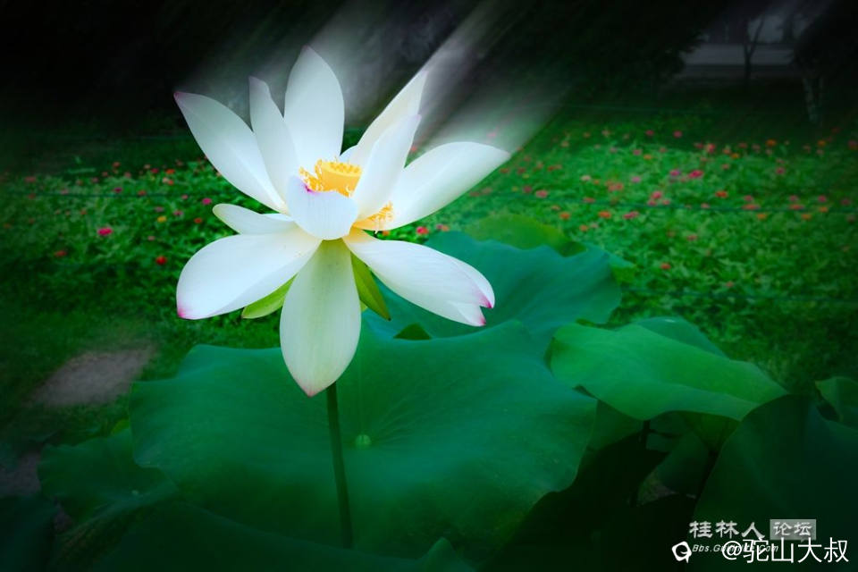 DSC08209-0 - 副本.jpg