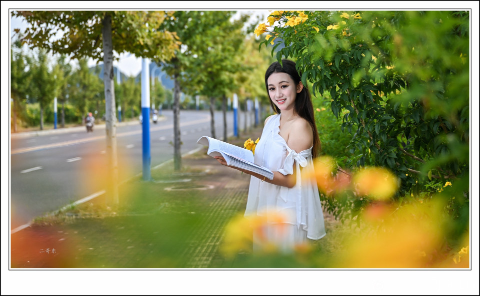 黄槐决明 (1).jpg