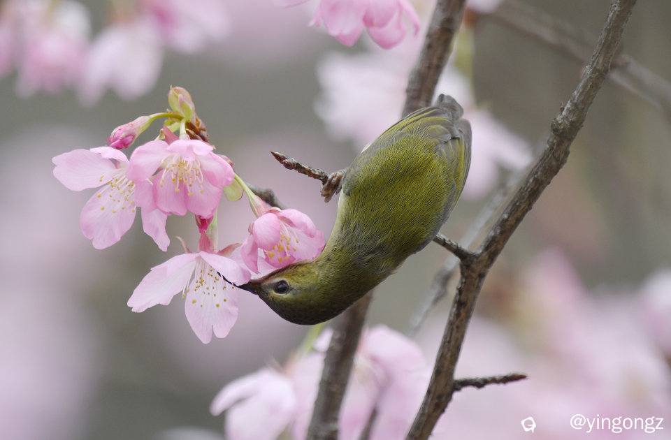 DSC_4509_副本.jpg