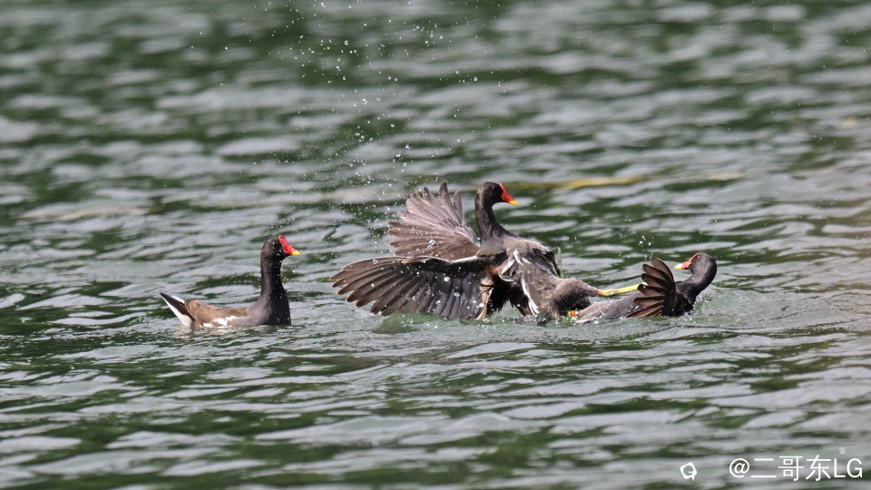 黑水鸡打架 (10).jpg