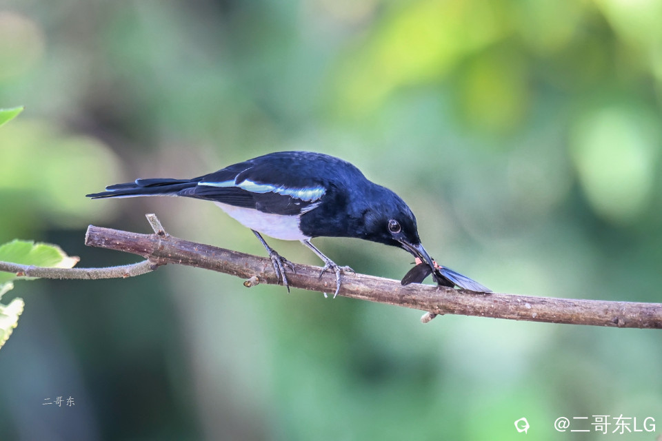 飞蛾扑嘴 (10).jpg