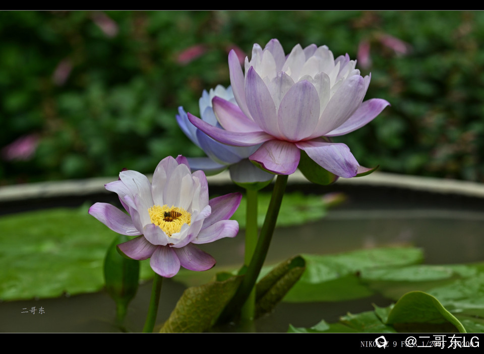 精品莲花 (36).jpg