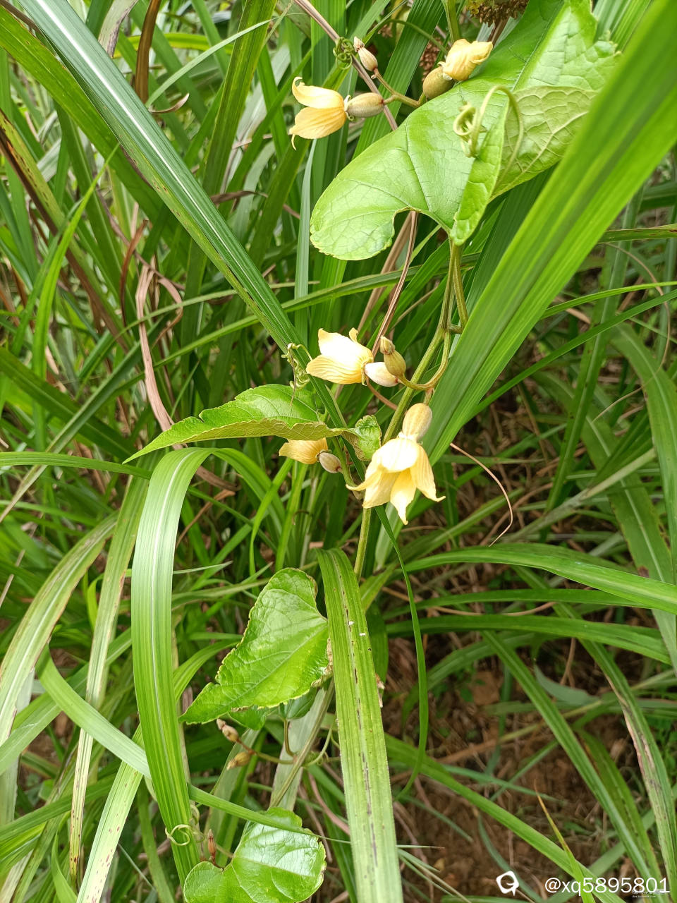 野生罗汉果雌花
