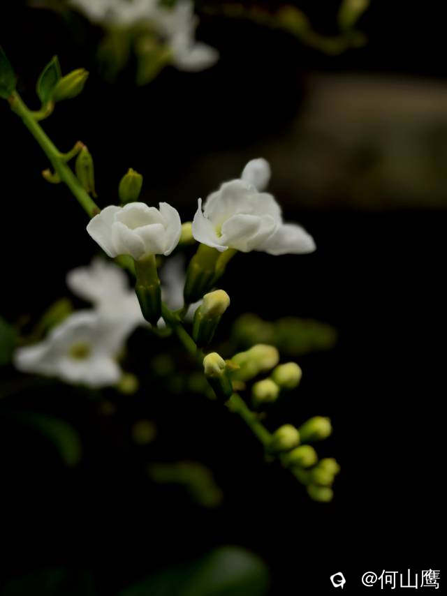b684e892-a8d0-0003-8d93-1e5a5b5e1e0a.jpg