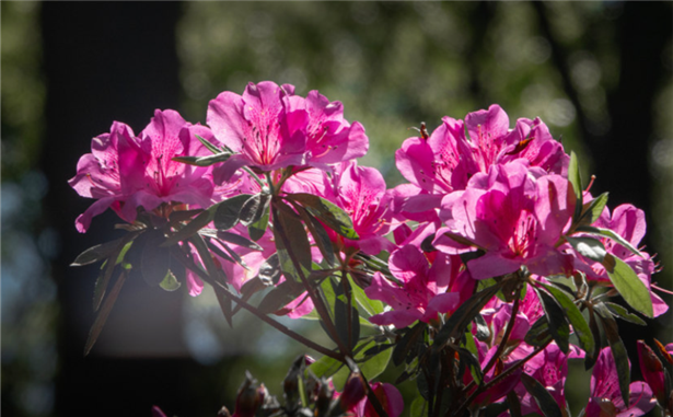 在植物园里赏杜鹃