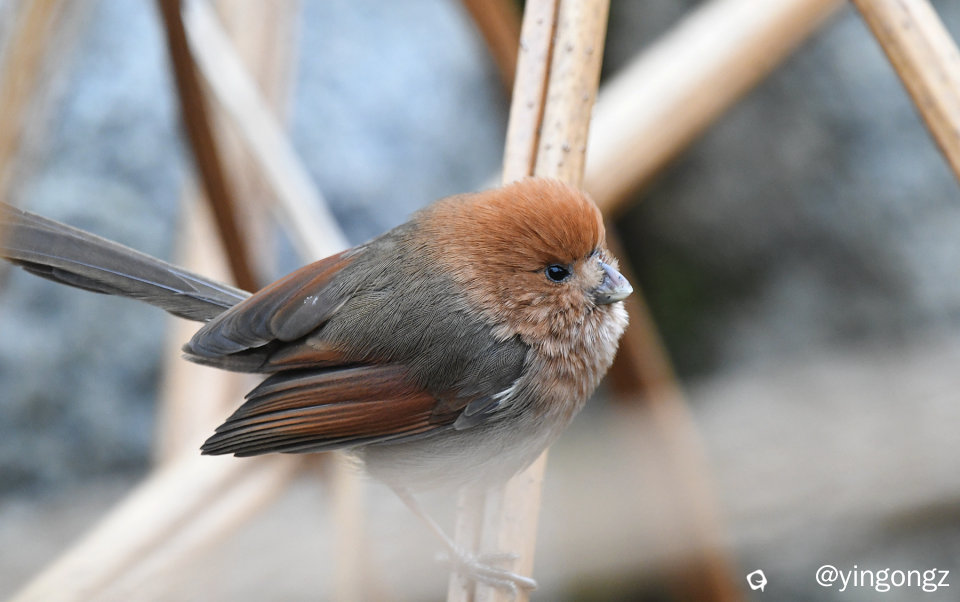 DSC_3357_副本.jpg