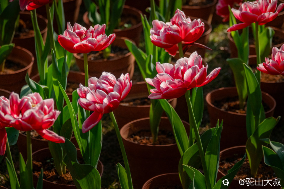 DSC00534-0 - 副本.jpg