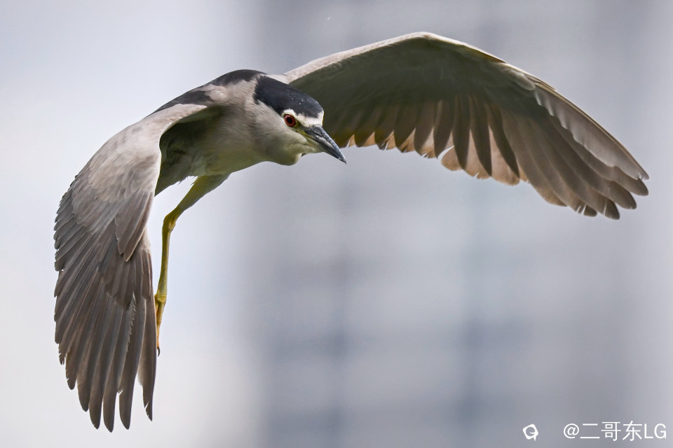 夜鹭起飞 (10).jpg