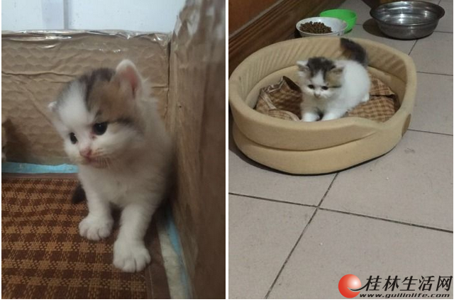 ѧ������Ӣ��è�г��� - 2500Ԫ