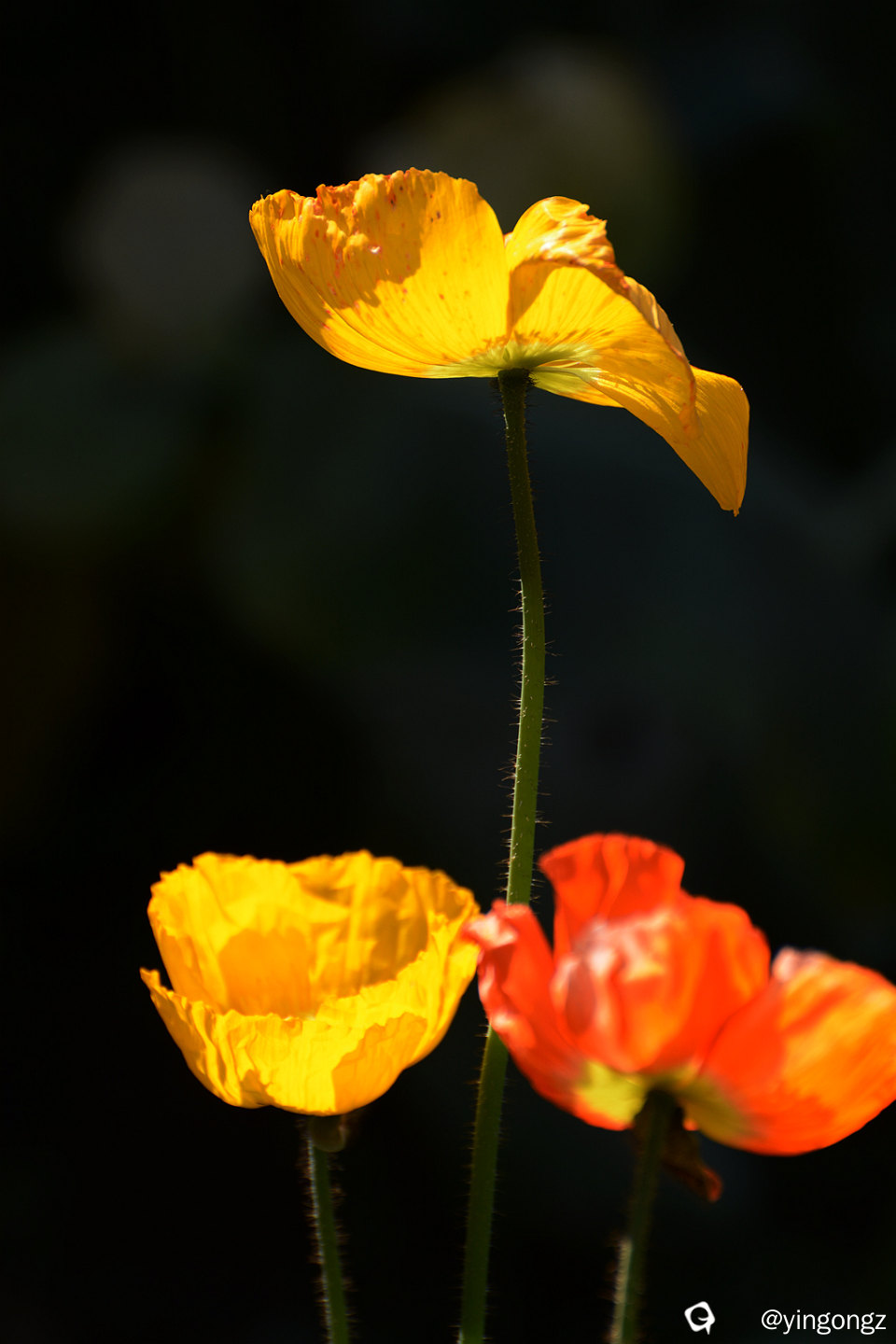 DSC_5439_副本.jpg