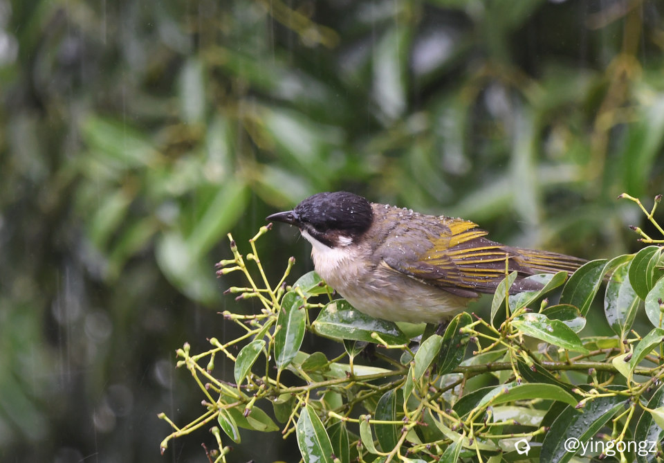 DSC_9605_副本.jpg