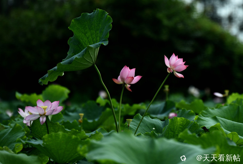 DSC_4617_副本.jpg