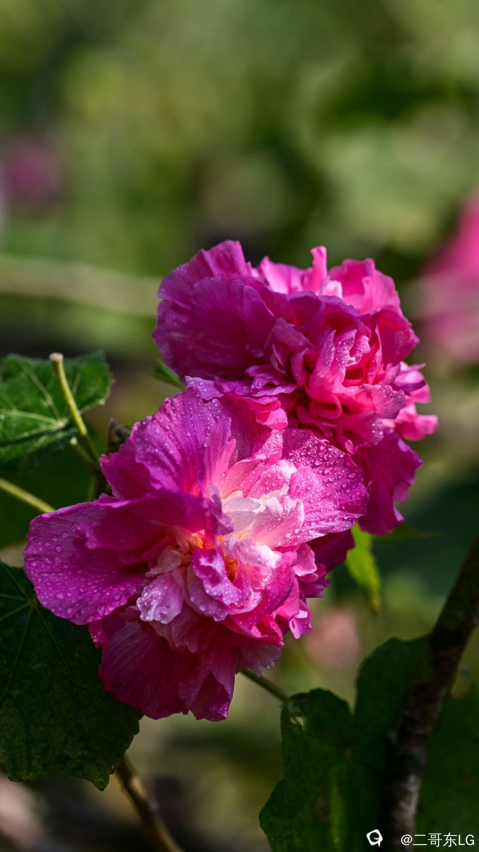 木芙蓉 (2).jpg
