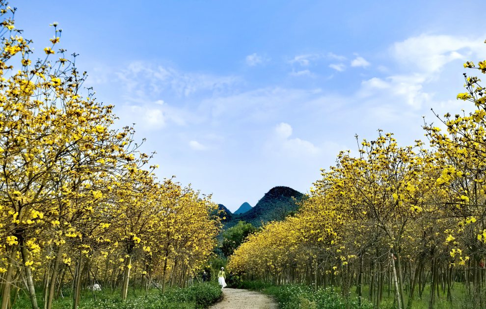 赏雁山黄花风铃木