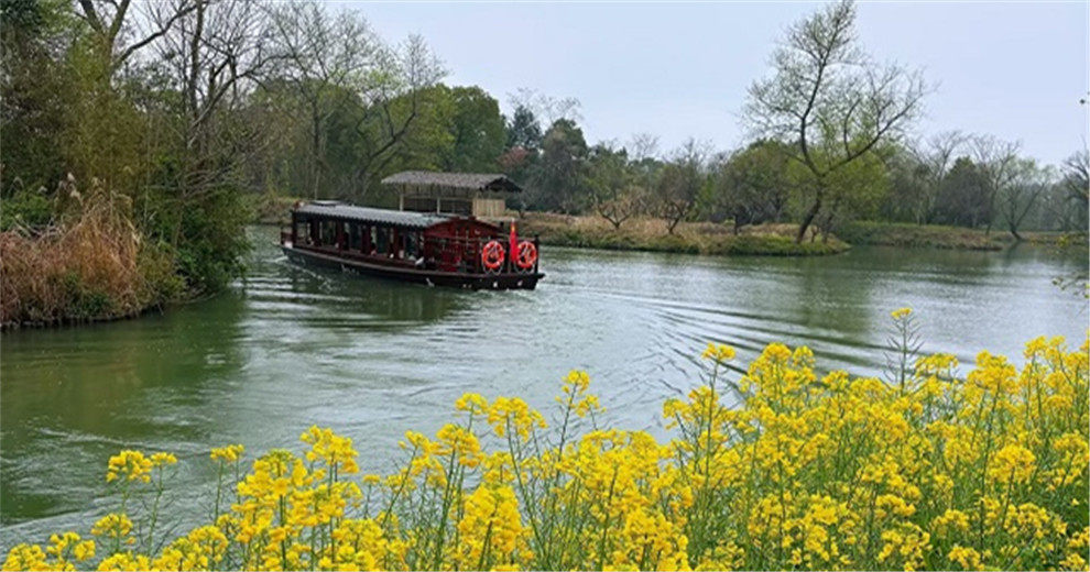春到西溪湿地，白天赏花夜晚赏花灯美醉了