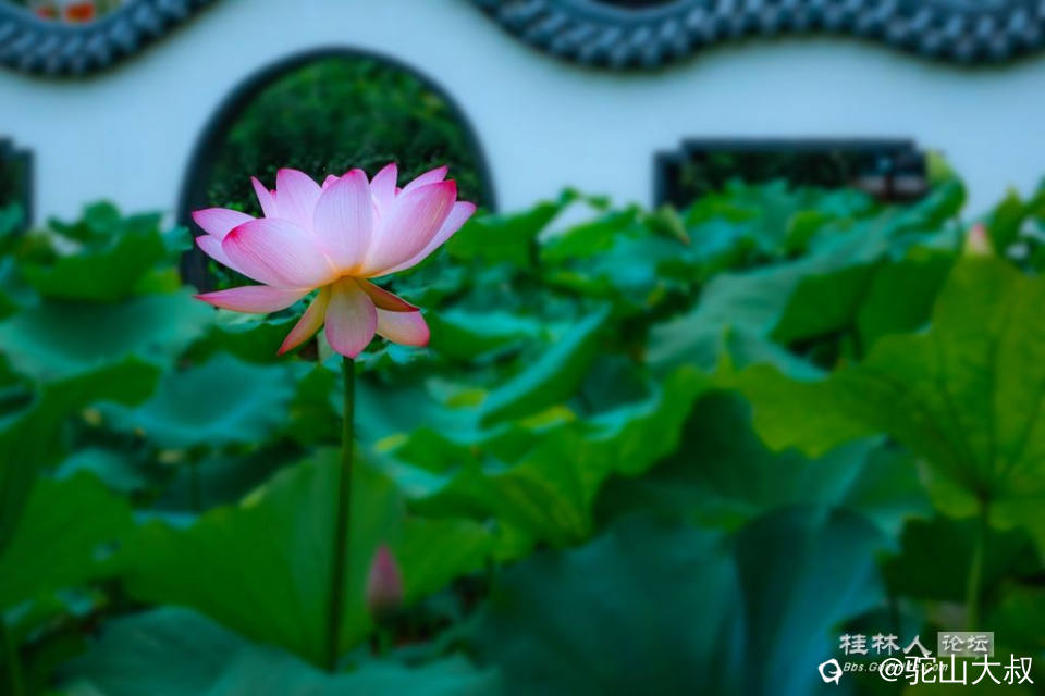 DSC08407-0 - 副本.jpg