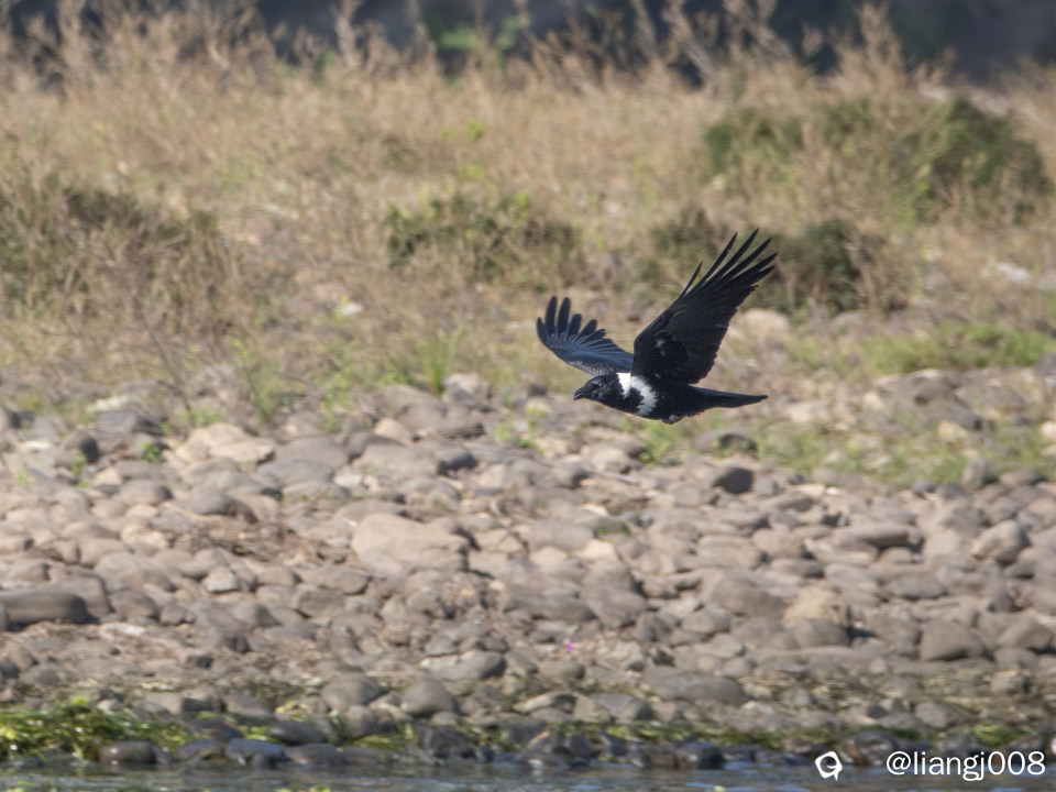 DSC08642_副本.jpg