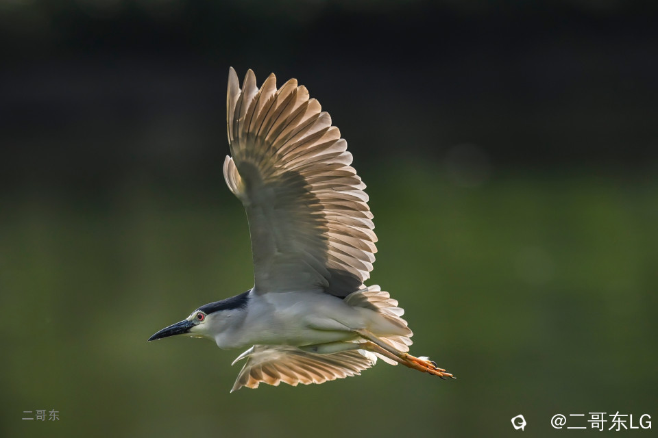 飞鹭 (9).jpg