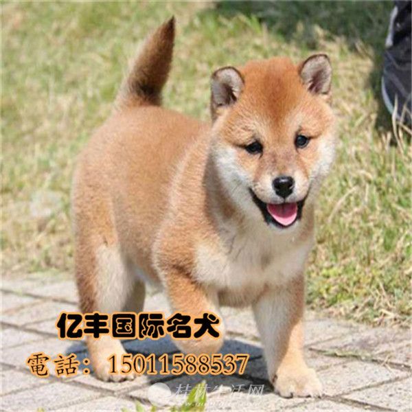 ���۴��ֲ�Ȯ ���ֲ�Ȯ�۸� �ڷ�Ȯ��ֱ��