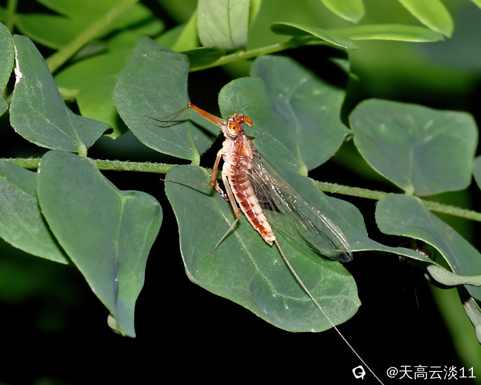 5D2A0395_副本-DeNoiseAI-clear.jpg