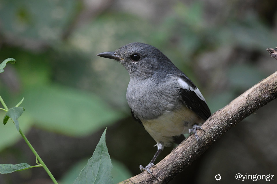 DSC_1088_副本.jpg