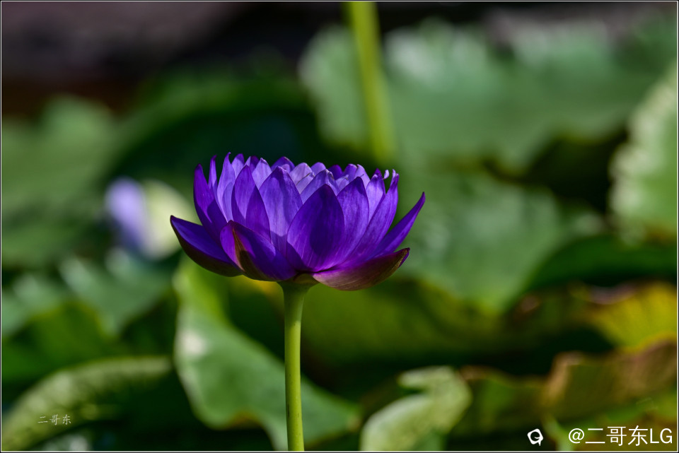 精品睡莲 (11).jpg