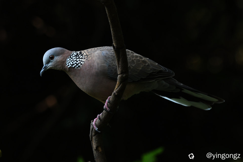 DSC_0942_副本.jpg