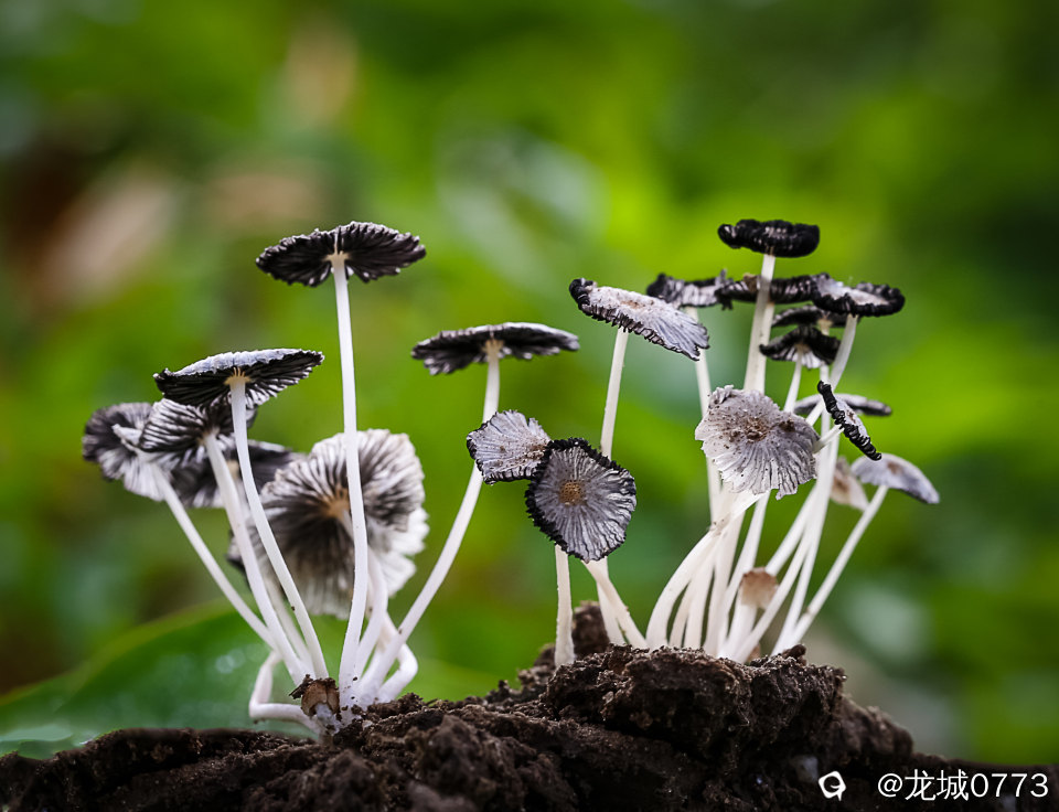 1X4A9654.JPG