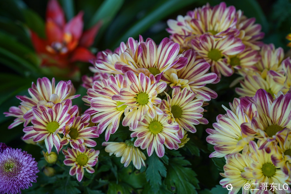 南方第三届花卉苗木交易会 (26).jpg