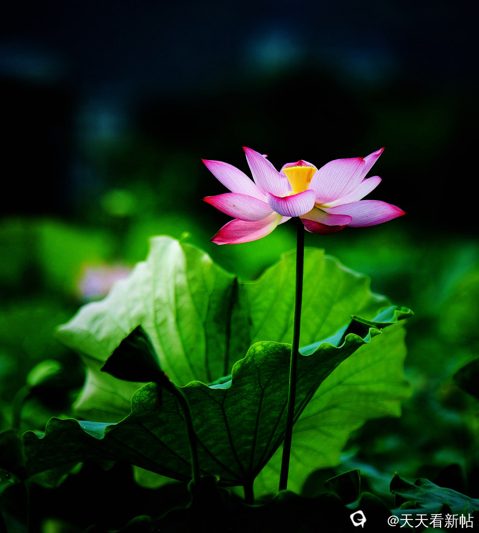 DSC_4608_副本.jpg