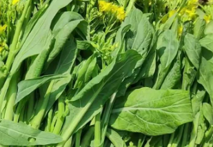 外省人看到天都塌啦！广西阿姨用新鲜菜花喂猪！网友：太奢侈了，我们这10元/斤