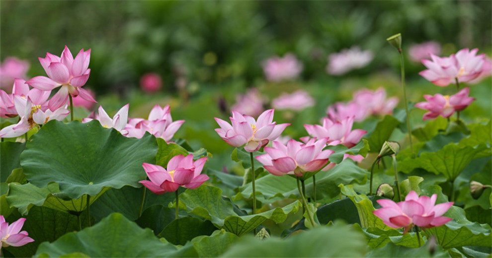 ★★★★★&ldquo;荷美陶家&rdquo;