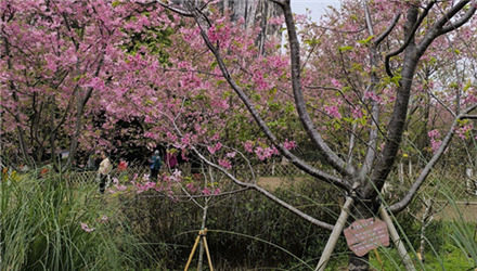 三月樱花正当时，南溪观花比花瘦