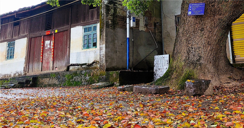 桂林的樟树，把两个季节二合一