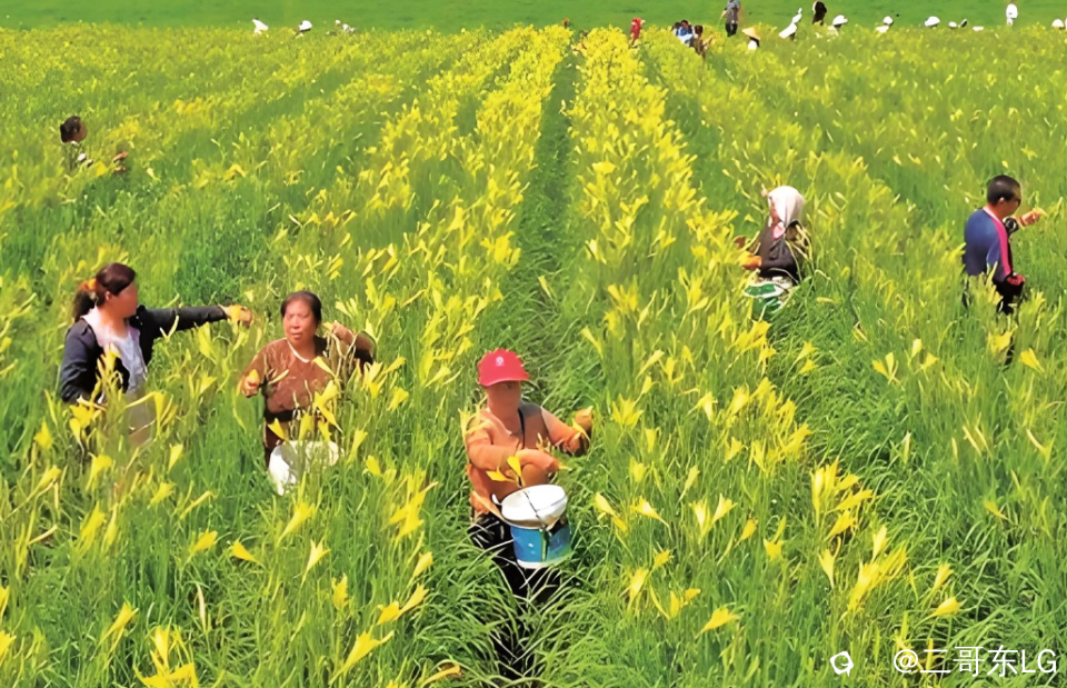 4黄花菜 (2).png