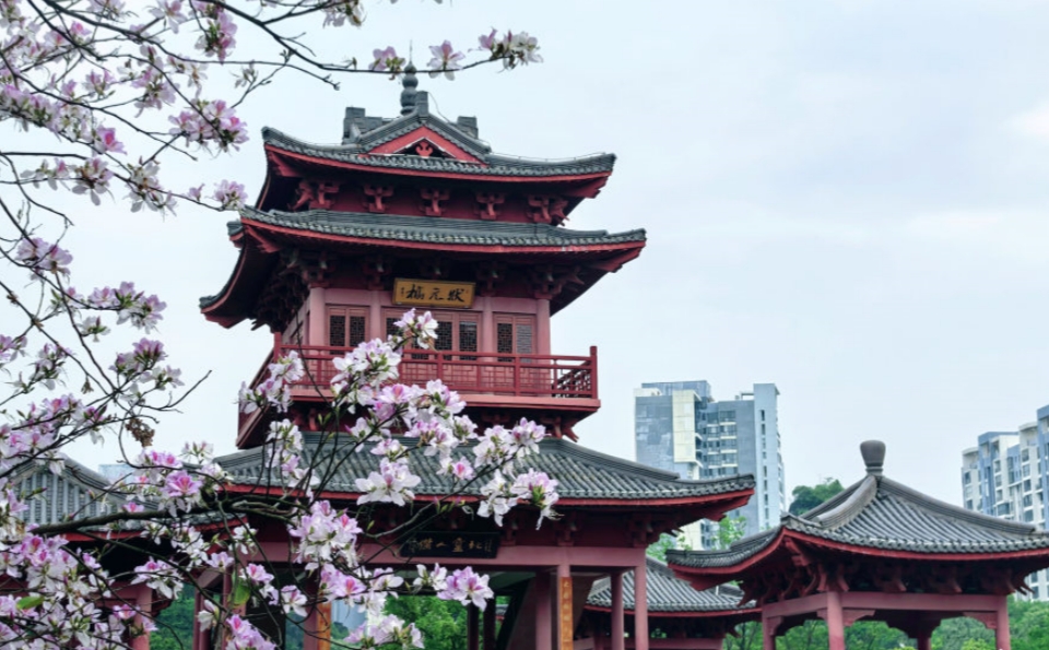 满城芳华映紫荆