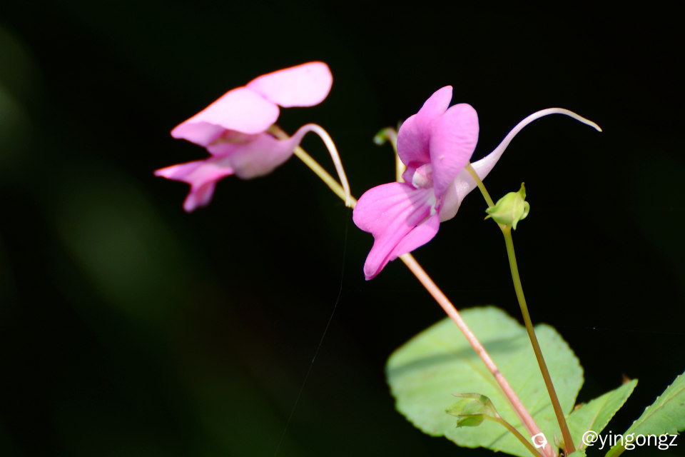 DSC_5960_副本.jpg