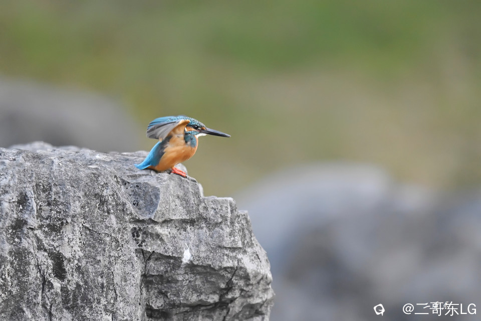 小翠起飞瞬间连拍 (2).jpg