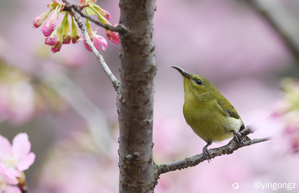 DSC_4450_副本.jpg