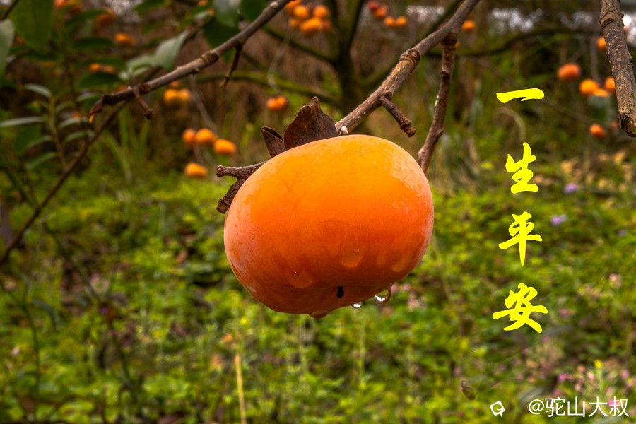DSC04432-0_副本.jpg
