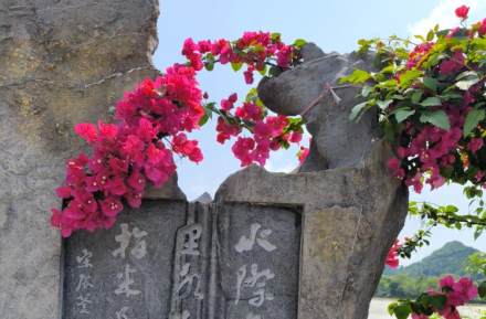 龙船坪花开我为仙一一拍于今早呵边飘然欲仙