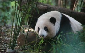 顶流明星&mdash;&mdash;花花