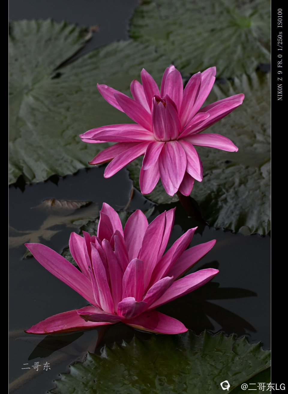 精品莲花 (5).jpg