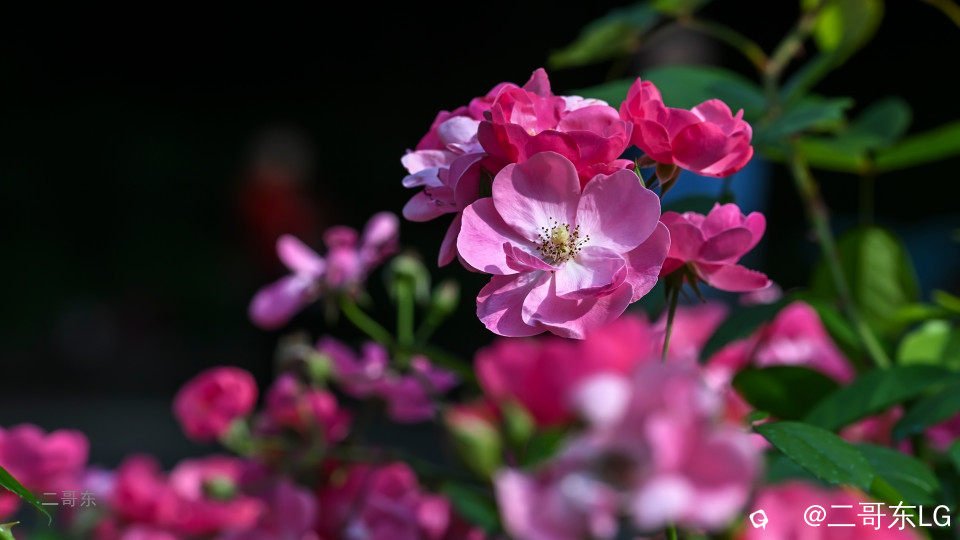 虞山月季花 (2).jpg