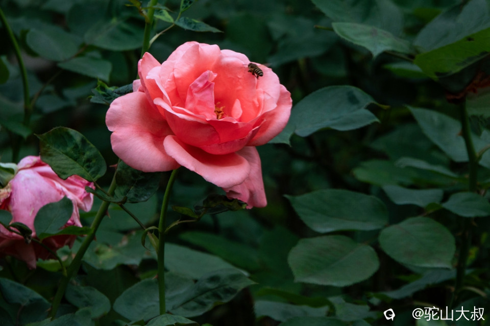 DSC06756-0 - 副本.jpg