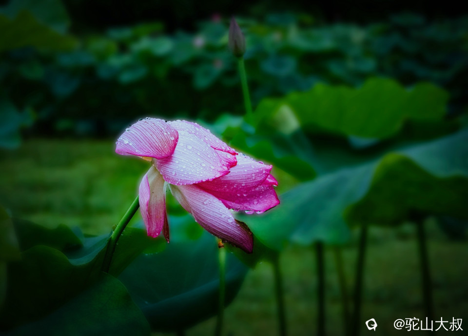 DSC08748-0 - 副本.jpg