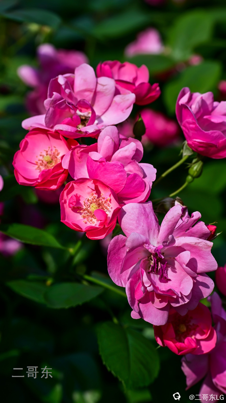 虞山月季花 (27).jpg