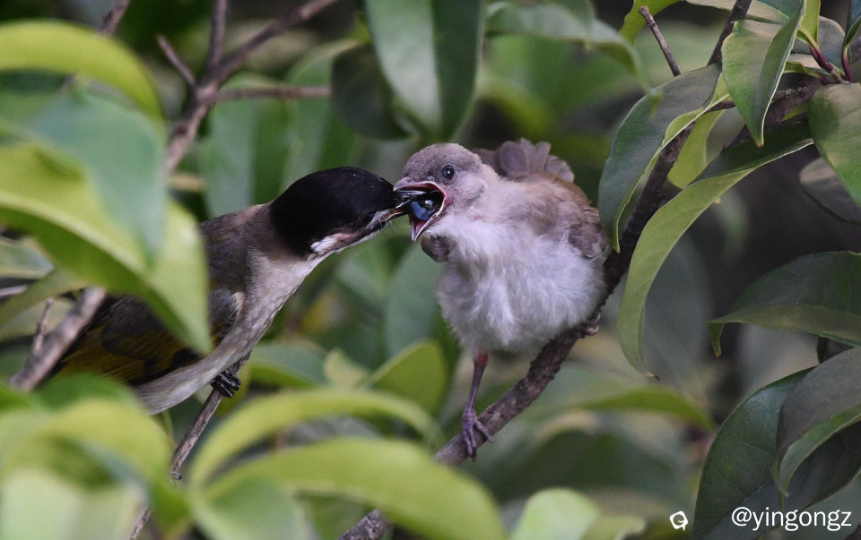 DSC_7699_副本.jpg