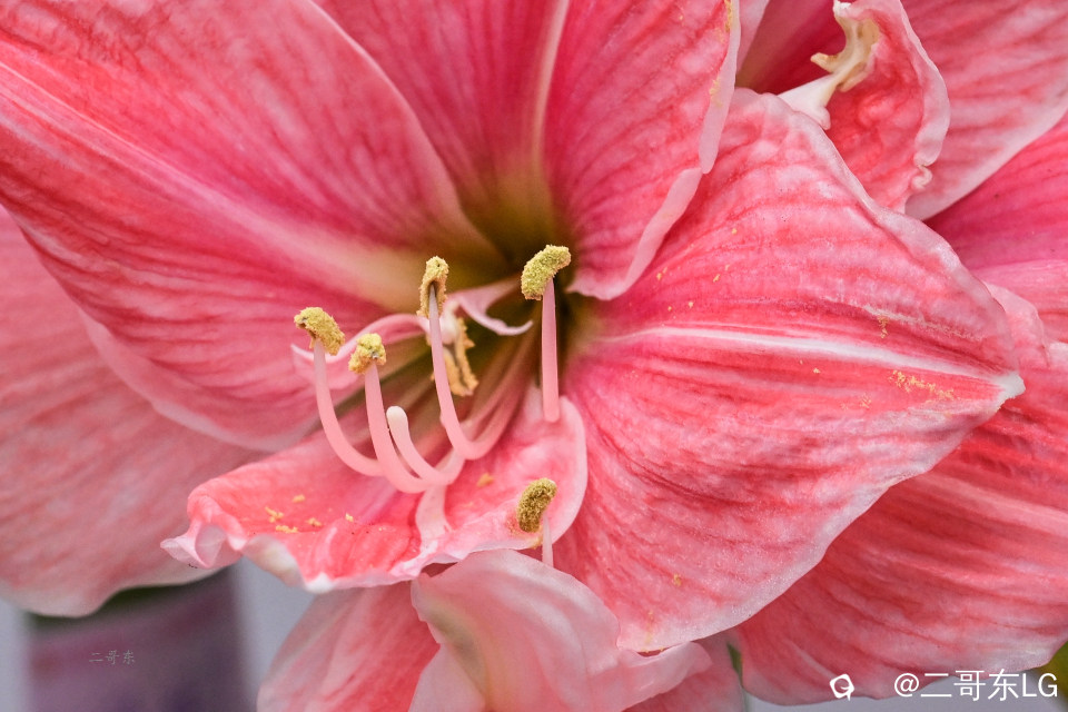 微距花蕊 (2).jpg